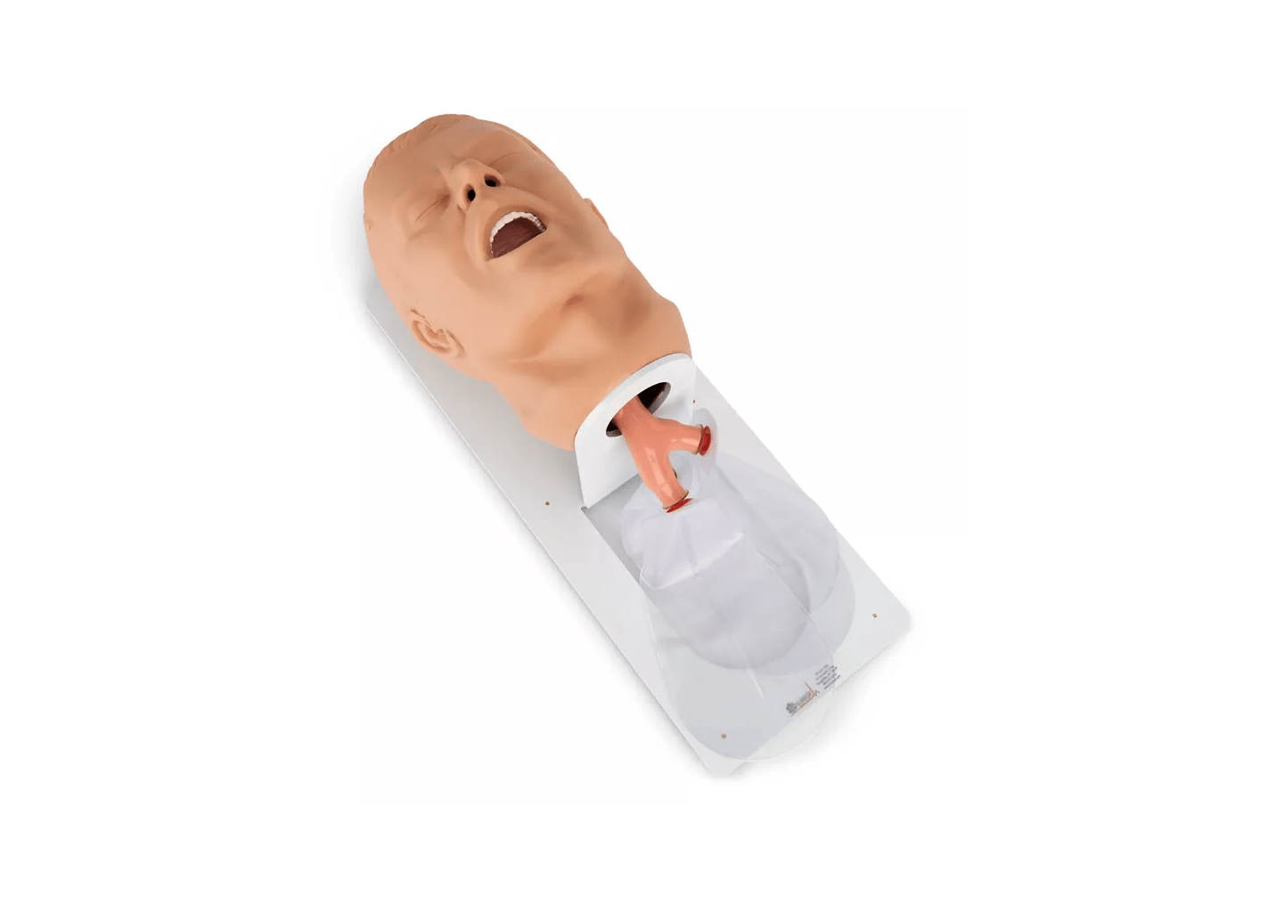 Erwachsenen – Intubationstrainer “Economy” auf Grundplatte - Erler - Zimmer